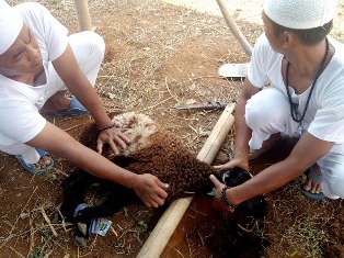 Kurban dan Aqiqah Pondok Tasbih Pondok Pesantren Thoriqoh Ikhwanul Qalam